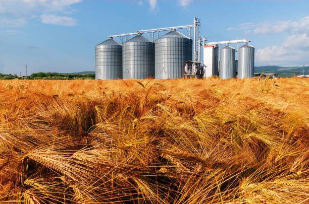 Silos in a barley field. Storage of agricultural production.